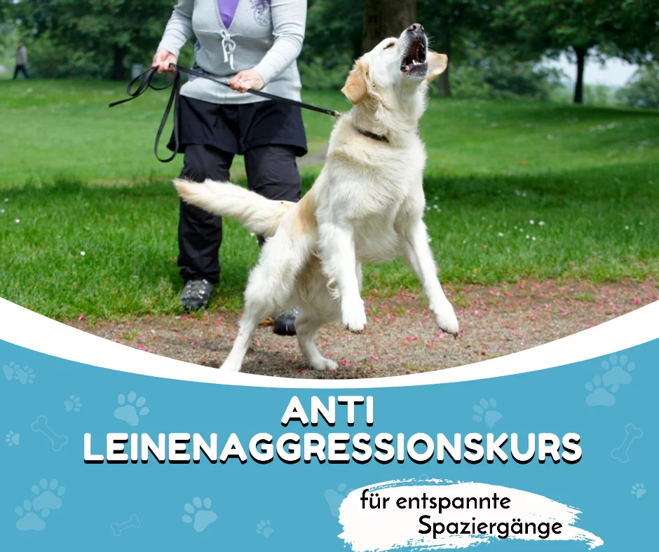 Leinentraining gegen Aggression – Hund trainieren an der Leine