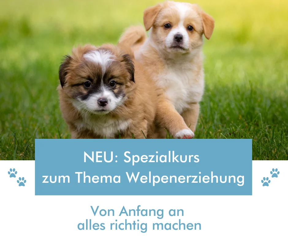 Welpe lernt spielerisch – Welpen richtig Hund trainieren