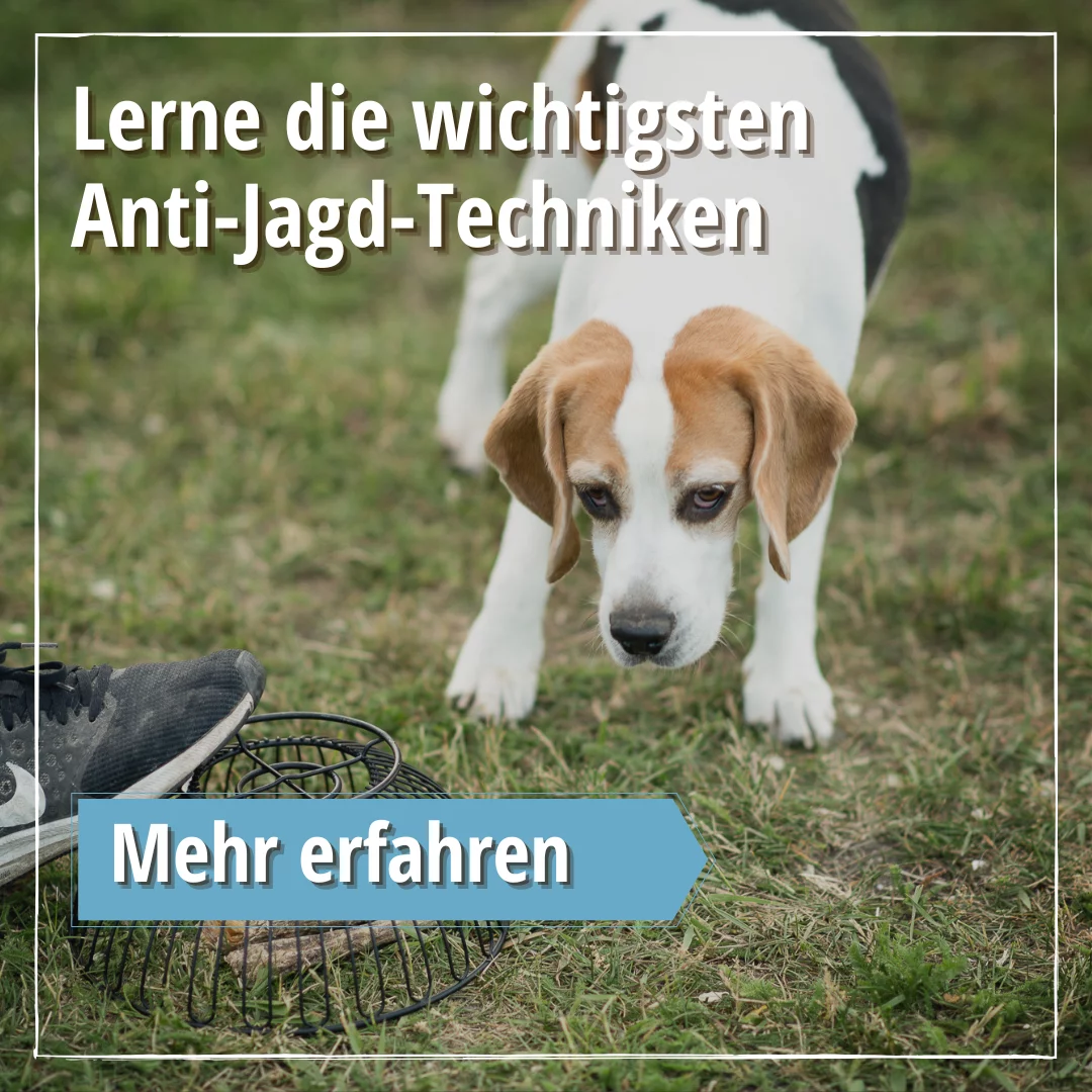 Anti-Giftköder-Training – im Kursvergleich für mehr Sicherheit