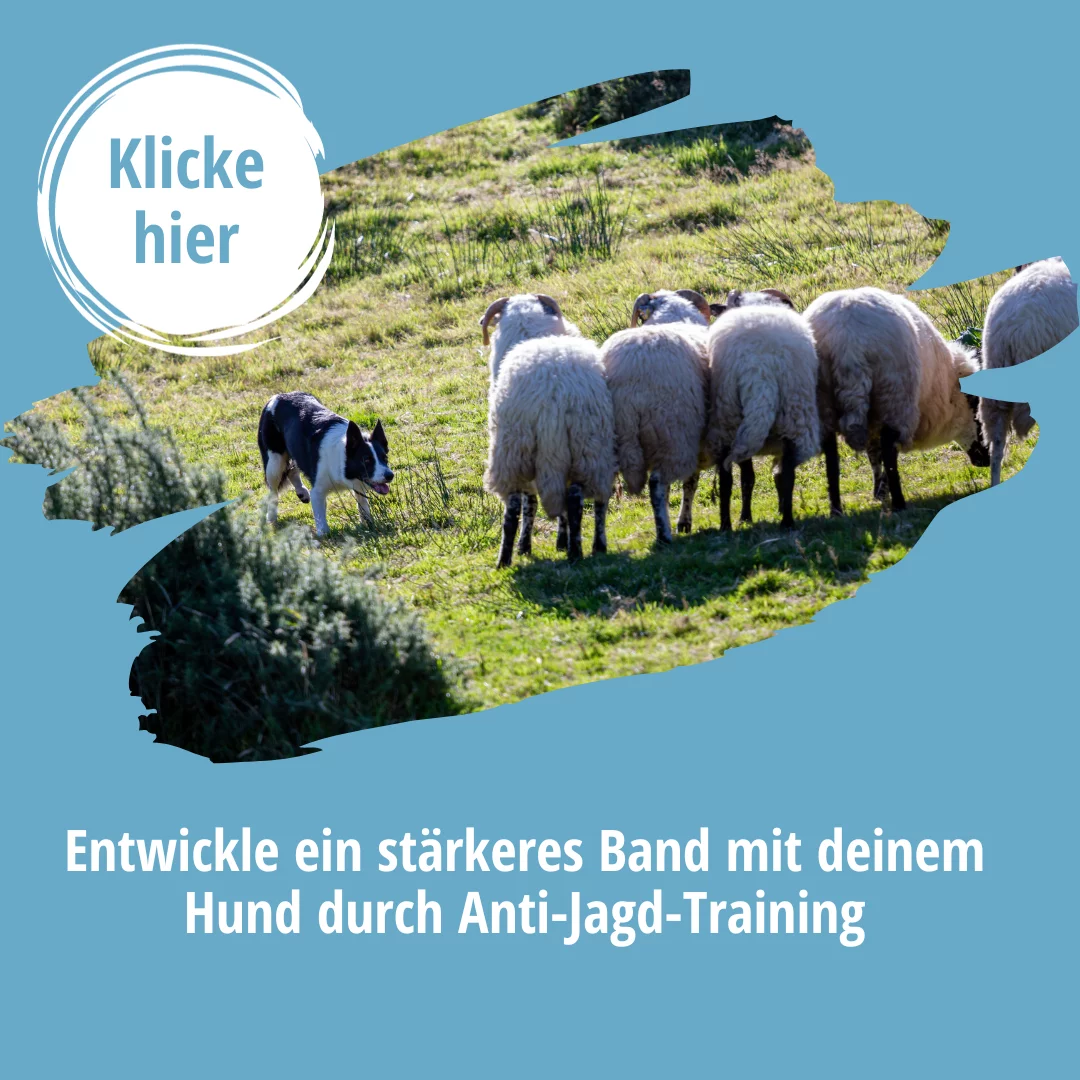 Anti-Jagd-Training – im Kursvergleich gegen Jagdtrieb