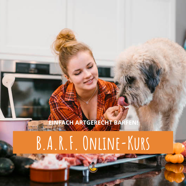 Online-Kurs BARF für Anfänger