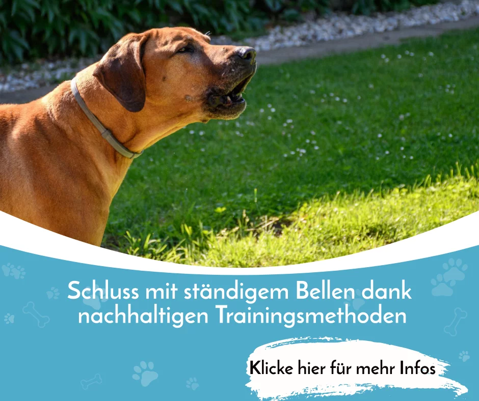 Kurs Bellen – im Kursvergleich gegen ständiges Bellen