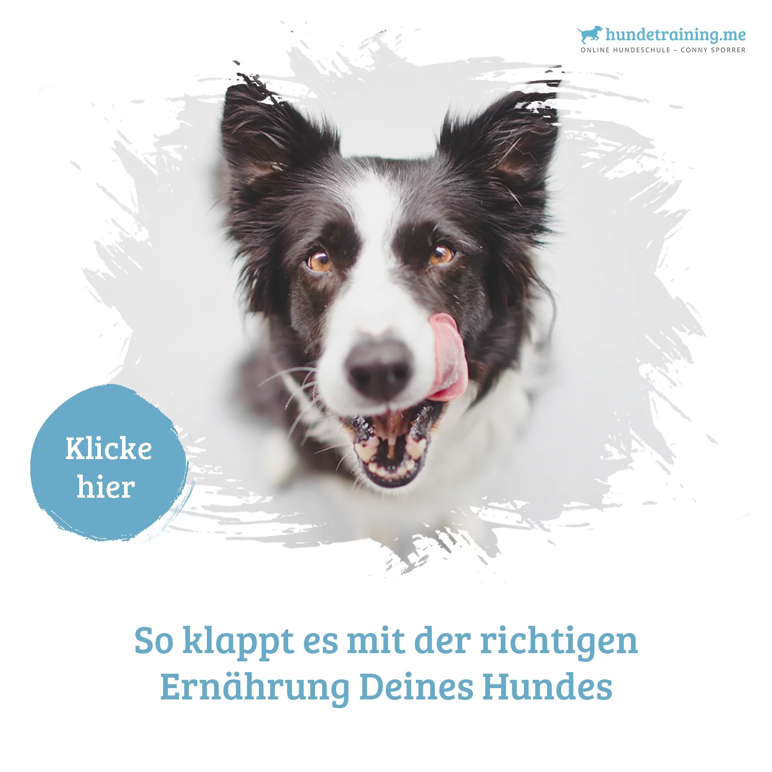 Kurs Ernährung – im Kursvergleich für gesunde Hundeernährung