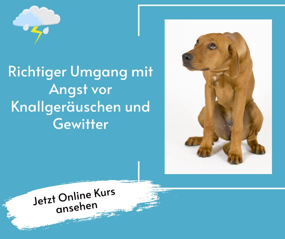 Kurs Geräuschangst – im Kursvergleich für ängstliche Hunde