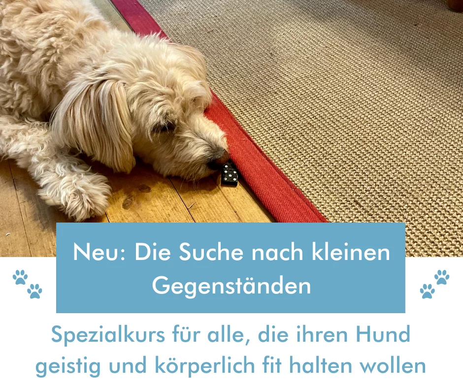 Online-Kurs für Nasenarbeit mit dem Hund