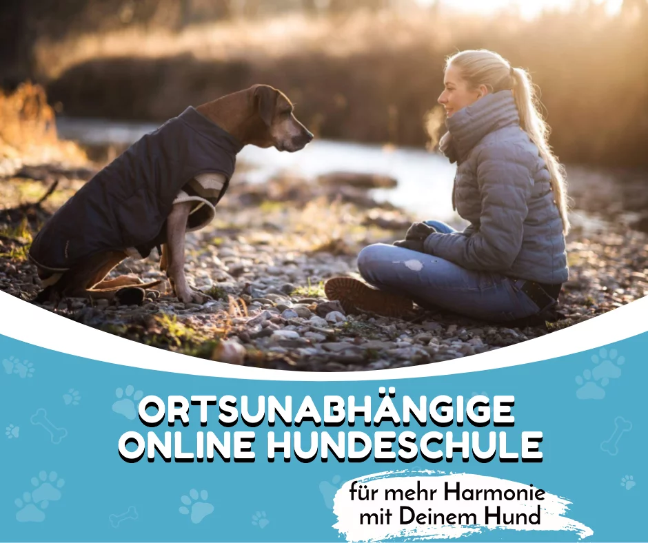 Online Hundeschule – umfassend Hund trainieren