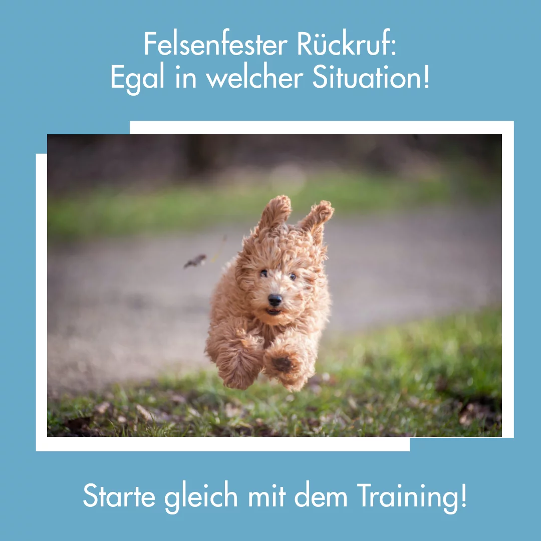 Kurs Rückruf – im Kursvergleich für zuverlässiges Zurückkommen