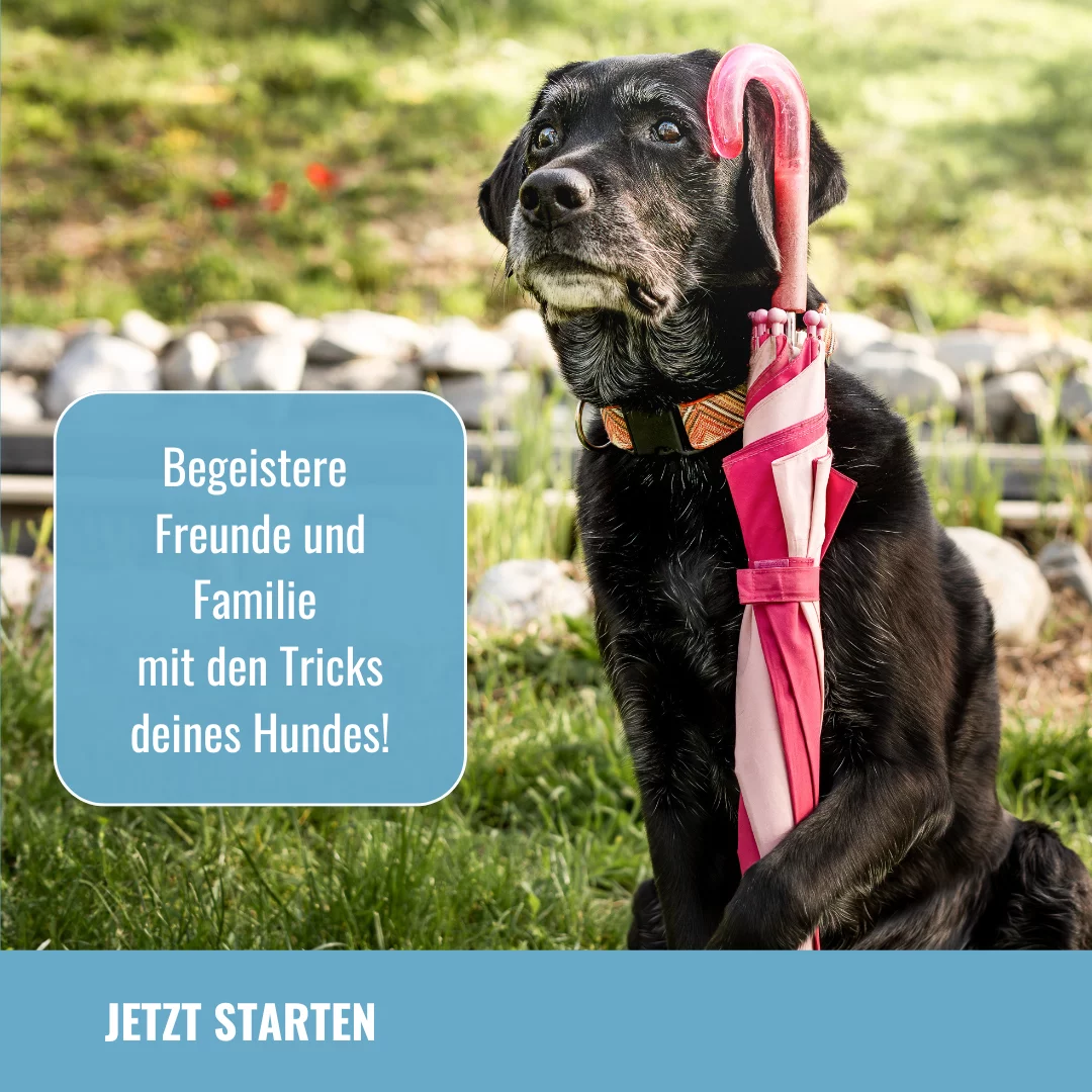 Kurs Tricktraining – neu im Kursvergleich